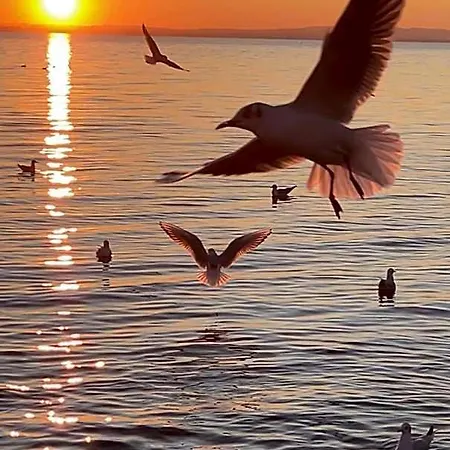 Cangrande Lazise